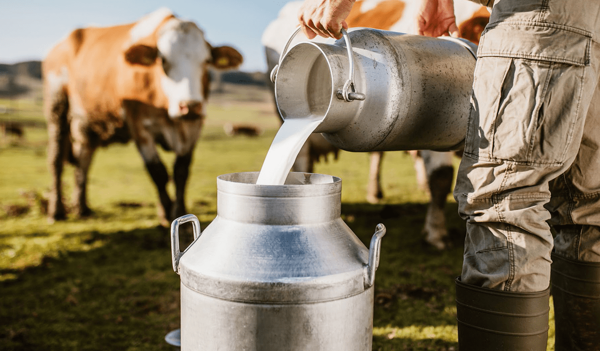 A man pours milk from a container into a shiny metal jug in an outdoor farm setting.